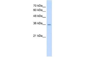 WB Suggested Anti-AGER Antibody Titration:  0. (RAGE Antikörper  (C-Term))