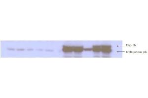 Western blot analysis is shown to detect endogenous and recombinant protein present in HeLa cell lysates. (PLK1 Antikörper  (pThr210))