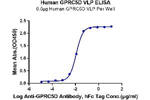 Immobilized Human GPRC5D VLP at 5 μg/mL (100 μL/Well) on the plate. (GPRC5D Protein-VLP (AA 1-345))