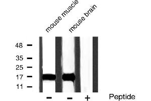 Western blot analysis of Acetyl-Histone H3 phosphorylation expression in mouse muscle and mouse brain tissue lysates,The lane on the right is treated with the antigen-specific peptide. (Histone 3 Antikörper  (H3K9ac))