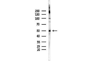 anti-Early Growth Response 3 (EGR3) (Internal Region) antibody