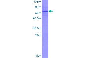 B3GALNT1 Protein (AA 1-331) (GST tag)
