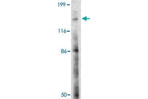Western blot analysis of BAIAP3 in SK-N-SH cell lysate with BAIAP3 polyclonal antibody  at 2 ug/mL . (BAIAP3 Antikörper  (N-Term))