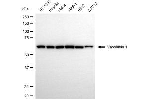 anti-Vasohibin 1 (VASH1) antibody