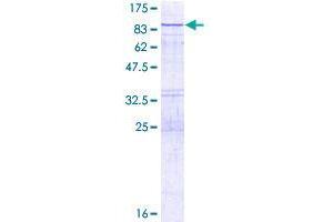 VPS33A Protein (AA 1-596) (GST tag)