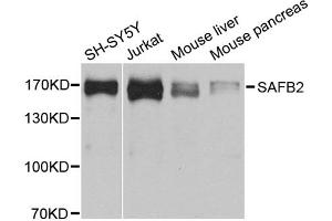 Western blot analysis of extracts of various cell lines, using SAFB2 antibody. (SAFB2 Antikörper)