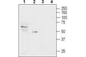 Western blot analysis of rat small intestine lysate (lanes 1 and 3) and rat H4-II-E-C3 hepatoma cell lysate (lanes 2 and 4): - 1-2.