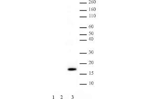 .Histone H3 phospho Thr11 pAb tested by Western blot. Western blot probed with Histone H3 phospho Thr11 pAb (1:2,000 dilution).     Lane 1: 200 ng recombinant histone H3.     Lane 2: 5 µg acid extract of HeLa cells.     Lane 3: 5 µg acid extract of HeLa cells treated with colcemid. (Histone 3 Antikörper  (pThr11))