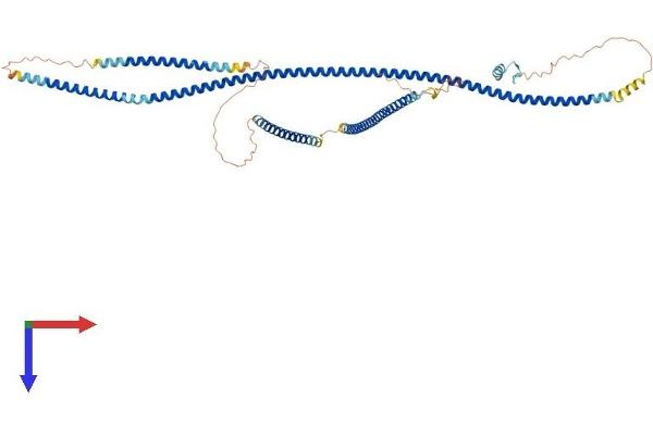 OPTN Protein (AA 1-584) (His tag)