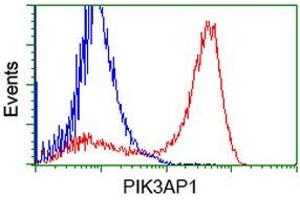 HEK293T cells transfected with either RC214125 overexpress plasmid (Red) or empty vector control plasmid (Blue) were immunostained by anti-PIK3AP1 antibody (ABIN2453455), and then analyzed by flow cytometry. (PIK3AP1 Antikörper)