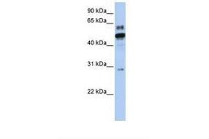 Image no. 1 for anti-Estrogen-Related Receptor alpha (ESRRA) (AA 146-195) antibody (ABIN6738176) (ESRRA Antikörper  (AA 146-195))