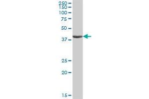 ASB9 MaxPab polyclonal antibody. (ASB9 Antikörper  (AA 1-294))