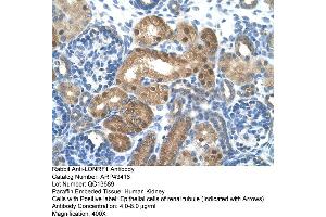 Human kidney (LONRF1 Antikörper  (N-Term))