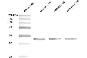 Western Blot analysis of Human Epithelial cell (A431) lysates showing detection of ~47 kDa Hsp47 protein using Mouse Anti-Hsp47 Monoclonal Antibody, Clone 1C4-1A6 . (SERPINH1 Antikörper)