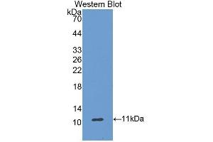 Western Blotting (WB) image for anti-Ghrelin (GHRL) (AA 25-117) antibody (ABIN1174044) (Ghrelin Antikörper  (AA 25-117))