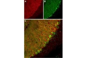 Expression of KCNK1 in mouse cerebellum - Immunohistochemical staining of mouse cerebellum using Anti-KCNK1 (TWIK-1) (extracellular) Antibody (ABIN7043443, ABIN7045008 and ABIN7045009). (KCNK1 Antikörper  (Extracellular))
