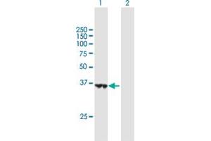 HSDL1 antibody  (AA 1-330)