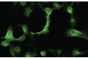 Immunofluorescence - anti-YFP Ab in 293HEK Cells transfected with YFP at 1/50 dilution cells were fixed with 4% of PFA, (YFP Antikörper)