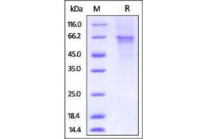 Biotinylated Human OX40, Fc Tag on SDS-PAGE under reducing (R) condition.