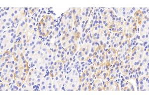 Detection of PLCd4 in Human Kidney Tissue using Polyclonal Antibody to Phospholipase C Delta 4 (PLCd4) (PLCD4 Antikörper  (AA 1-250))
