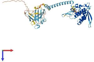 POLR1E Protein (AA 1-482) (His tag)