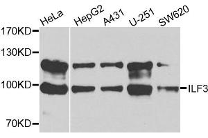 Western blot analysis of extracts of various cells, using ILF3 antibody. (Interleukin enhancer-binding factor 3 (ILF3) Antikörper)