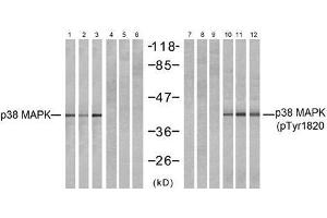 Western blot analysis of extracts from NIH-3T3 (Line 1, 4, 7 and 10) and cos7 (Line 2, 5, 8 and 11 and K562 (Line 3, 6, 9 and 12) cells, untreated or treated with UV (20min), using P38 MAPK (Ab-182) antibody (E021245, Lane 1, 2, 3, 4, 5 and 6) and P38 MAPK (phospho- Tyr182) antibody (E011253, Lane 7, 8, 9, 10, 11 and12). (MAPK14 Antikörper  (pTyr182))