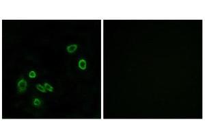 Immunofluorescence (IF) image for anti-Brain Protein 44-Like (BRP44L) (N-Term) antibody (ABIN1850936) (BRP44L Antikörper  (N-Term))