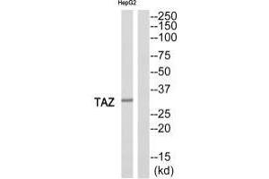 Western blot analysis of extracts from HepG2 cells, using TAZ antibody. (TAZ Antikörper)