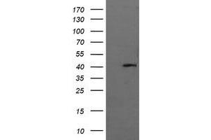 Image no. 1 for anti-Mitogen-Activated Protein Kinase 13 (MAPK13) antibody (ABIN1499957) (MAPK13 Antikörper)