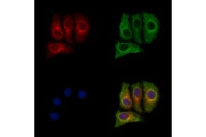 ABIN7094362 and ABIN7098409 staining HepG2 cells by IF/ICC.