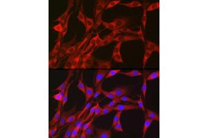 Immunofluorescence analysis of PC-12 cells using PGD Rabbit pAb (ABIN6127314, ABIN6145502, ABIN6145503 and ABIN6223639) at dilution of 1:50 (40x lens). (PGD Antikörper  (AA 184-483))