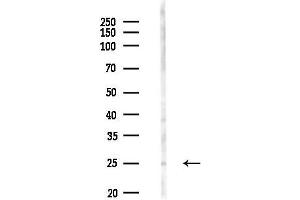 anti-RAB2A, Member RAS Oncogene Family (RAB2A) (Internal Region) antibody