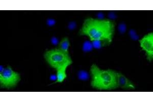 Image no. 3 for anti-SHC (Src Homology 2 Domain Containing) Transforming Protein 1 (SHC1) antibody (ABIN1499995) (SHC1 Antikörper)