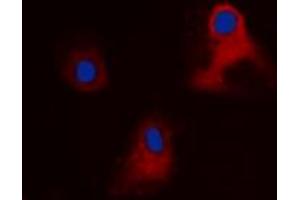 Immunofluorescent analysis of EIF3L staining in HEK293 cells.