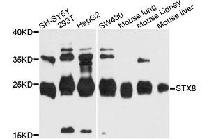 Western blot analysis of extracts of various cells, using STX8 antibody.