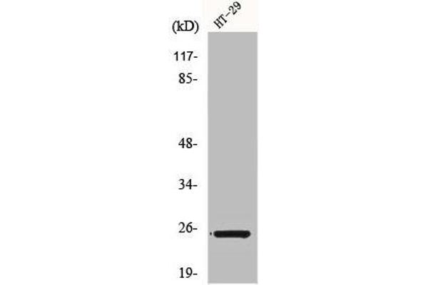 GJB7 Antikörper  (Internal Region)