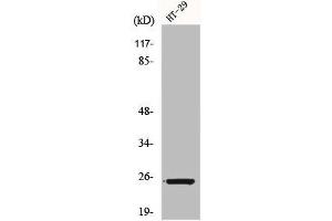 Western Blot analysis of HT29 cells using Connexin 25 Polyclonal Antibody (GJB7 Antikörper  (Internal Region))