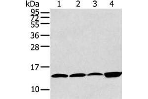 Gel: 12 % SDS-PAGE, Lysate: 40 μg, Lane 1-4: Hela, 293T, PC3 and TM4 cell, Primary antibody: ABIN7190290(CLDND2 Antibody) at dilution 1/400 dilution, Secondary antibody: Goat anti rabbit IgG at 1/8000 dilution, Exposure time: 30 seconds (CLDND2 Antikörper)
