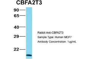 Western Blotting (WB) image for anti-Core-binding Factor, Runt Domain, alpha Subunit 2, Translocated To, 3 (CBFA2T3) (N-Term) antibody (ABIN1105706)