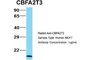 Human MCF7; Host: Rabbit. (CBFA2T3 Antikörper  (N-Term))