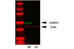 Immunoblot of adult mouse membranes from wild-type (WT) and GABA-A-R-Alpha1 knockout (KO) mice probed with N95/35 (green) and anti-actin polyclonal (red).