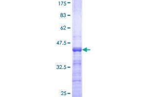 MAFA Protein (AA 222-308) (GST tag)