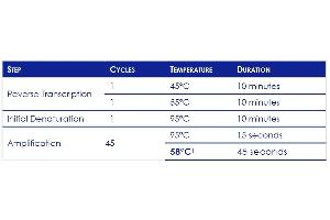 PCR cycle guidelines (PhoenixDx® SARS-CoV-2 IVD)