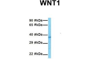 Host:  Rabbit  Target Name:  WNT1  Sample Tissue:  Human HepG2  Antibody Dilution:  1. (WNT1 Antikörper  (Middle Region))