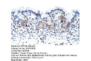 Rabbit Anti-UPF3B Antibody  Paraffin Embedded Tissue: Human Stomach Cellular Data: Epithelial cells of fundic gland Antibody Concentration: 4. (UPF3B Antikörper  (N-Term))