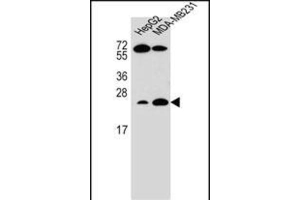 RHOJ Antikörper  (AA 131-159)