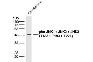 Mouse cerebellum lysates probed with JNK1 + JNK2 + JNK3 (T183 + T183 + T221) Polyclonal Antibody, Unconjugated  at 1:300 dilution and 4˚C overnight incubation. (JNK1/JNK2/JNK3 Antikörper  (pThr183, pThr221))