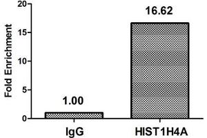 Chromatin Immunoprecipitation Hela (10 6 , treated with 30 mM sodium butyrate for 4h) were treated with Micrococcal Nuclease, sonicated, and immunoprecipitated with 5 μg anti-HIST1H4A (ABIN7139176) or a control normal rabbit IgG. (HIST1H4A Antikörper  (acLys31))