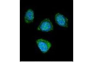 Confocal immunofluorescent analysis of PDE3B Antibody (Center) Cat. (PDE3B Antikörper  (Middle Region))